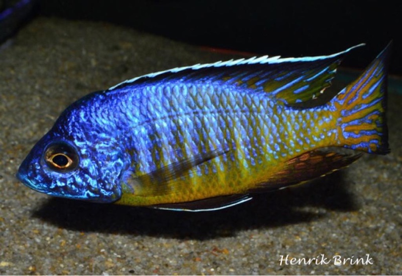 Aulonocara hueseri 'Likoma Island'